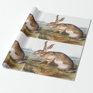 Texian Hare (Lepus Texianus) Rabbit Illustration Wrapping Paper