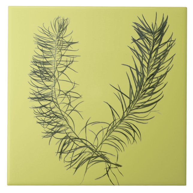 Textural Treasure of Summer on a Ceramic Tile - B (Front)