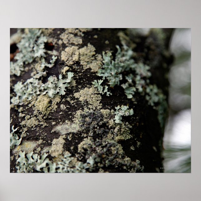Texture and pattern of lichens on tree trunk poster (Front)