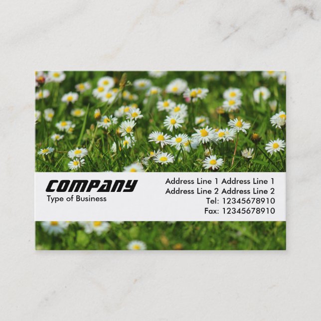 Texture Band - Daisy Meadow Business Card (Front)