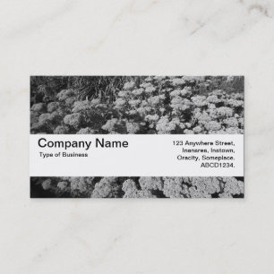 Texture Band V2 - Sedum "Autumn Joy" Business Card