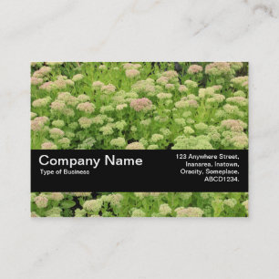 Texture Band V2 - Sedum (Autumn Joy) Business Card