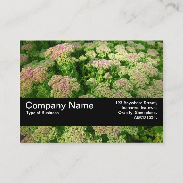 Texture Band V2 - Sedum "Autumn Joy" Business Card (Front)