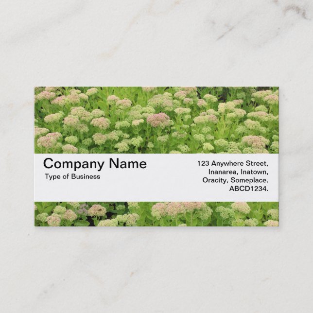 Texture Band V2 - Sedum (Autumn Joy) Business Card (Front)