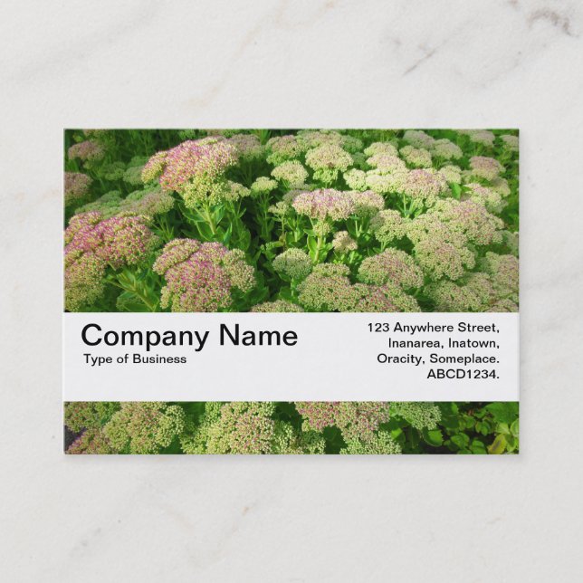 Texture Band V2 - Sedum "Autumn Joy" Business Card (Front)