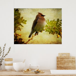 Textured Cedar Waxwing Poster Print