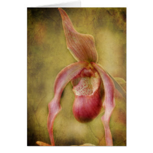 Textured Lady Slipper Orchid