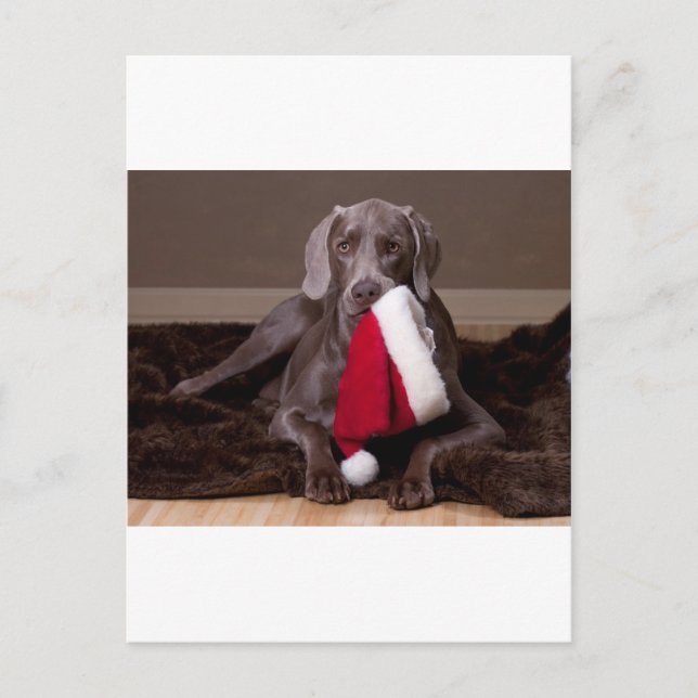 Teyla the Weimaraner and Santa Hat Holiday Postcard (Front)