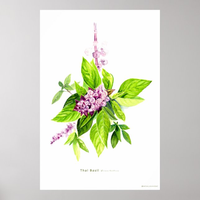 Thai Basil Botanical Illustration  Poster (Front)