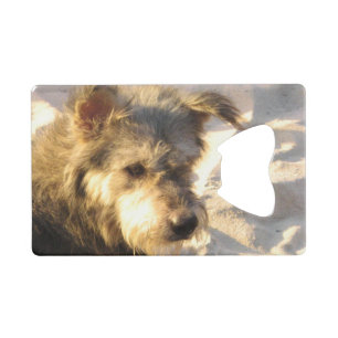 Thai Beach Dog