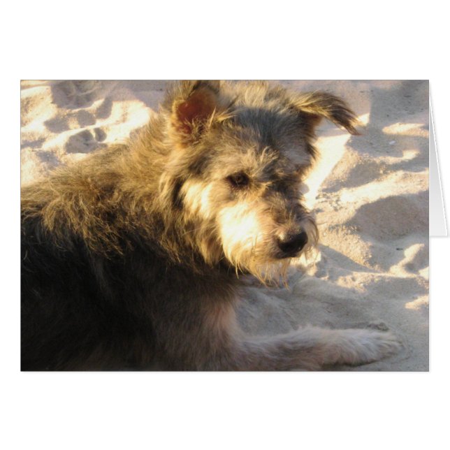 Thai Beach Dog Card (Front Horizontal)