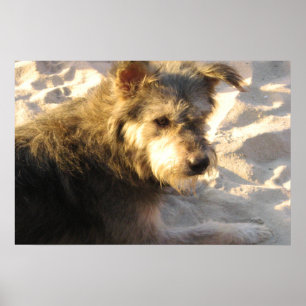 Thai Beach Dog Poster