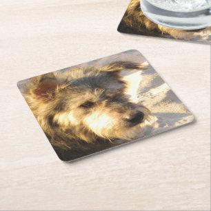 Thai Beach Dog Square Paper Coaster