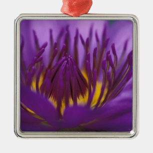 Thailand, Bangkok, Purple and yellow lotus 2 Metal Tree Decoration