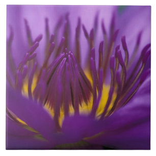 Thailand, Bangkok, Purple and yellow lotus 2 Tile