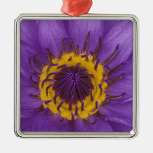 Thailand, Bangkok, Purple and yellow lotus Metal Tree Decoration