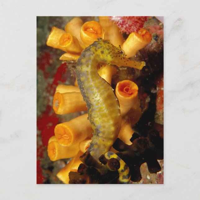 Thailand, Close-Up Seahorse Postcard (Front)