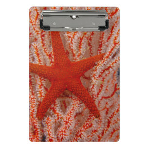 Thailand, Sea Star Aka Starfish Mini Clipboard