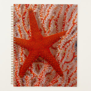Thailand, Sea Star Aka Starfish Planner