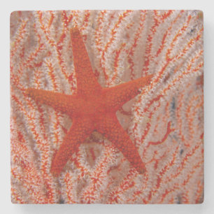 Thailand, Sea Star Aka Starfish Stone Coaster