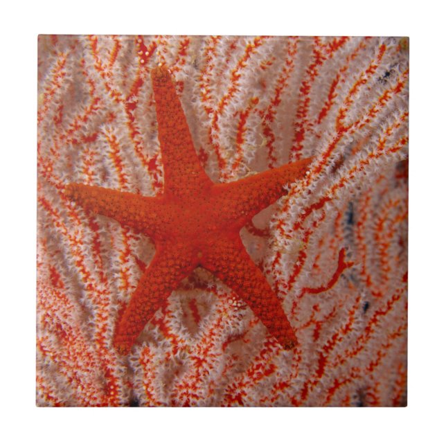 Thailand, Sea Star Aka Starfish Tile (Front)