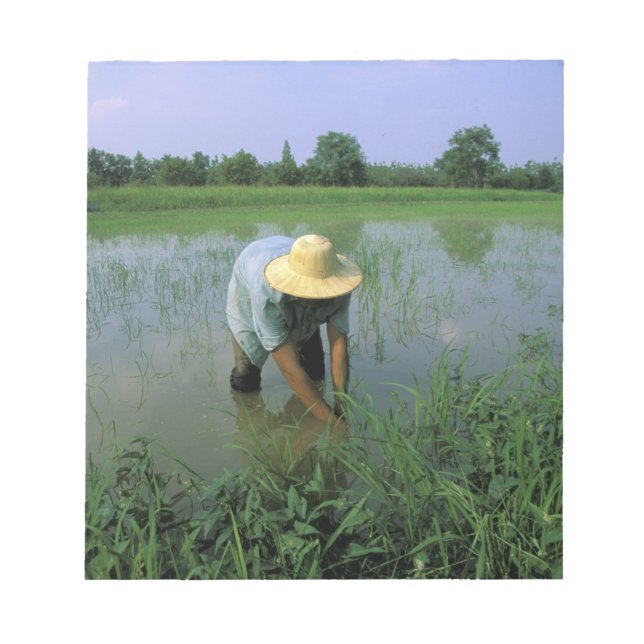 Thailand, Sukhothai. Rice farmer. MR. Notepad (Front)
