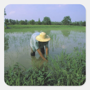 Thailand, Sukhothai. Rice farmer. MR. Square Sticker