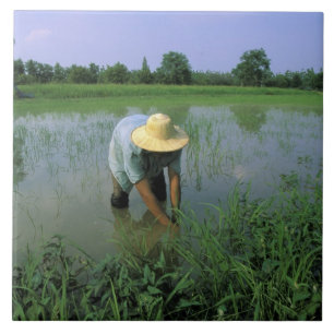 Thailand, Sukhothai. Rice farmer. MR. Tile