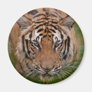 Thailand Tiger Fridge Magnet