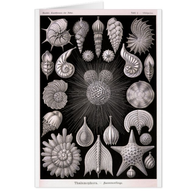 THALAMOPHORA Kammerlinge Protozoa (Front)