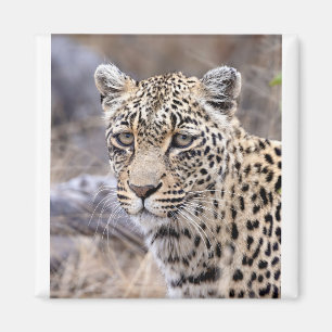 Thandi - female leopard magnet