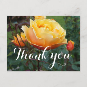 Thank You About Face Rose #2 Postcard