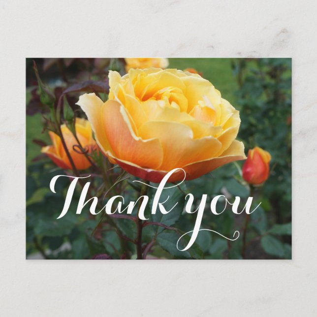 Thank You About Face Rose #2 Postcard (Front)