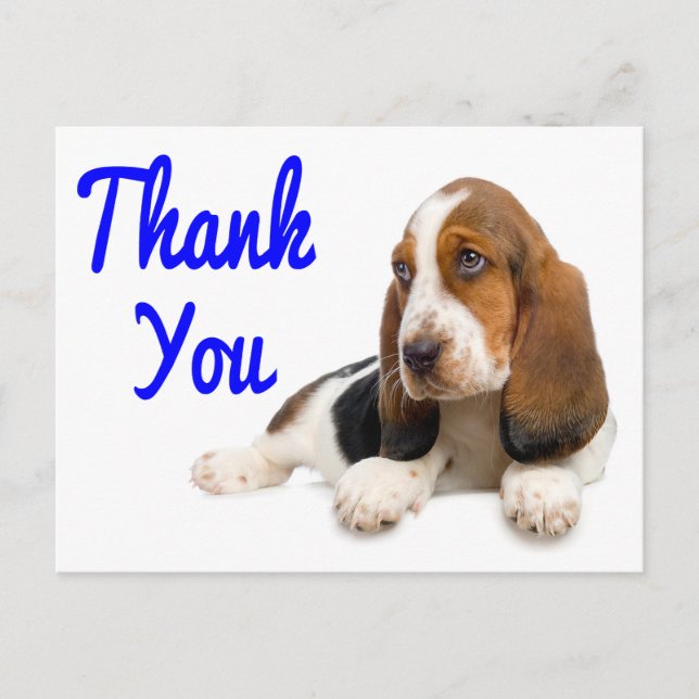 Thank You Basset Hound Greeting Post Card (Front)