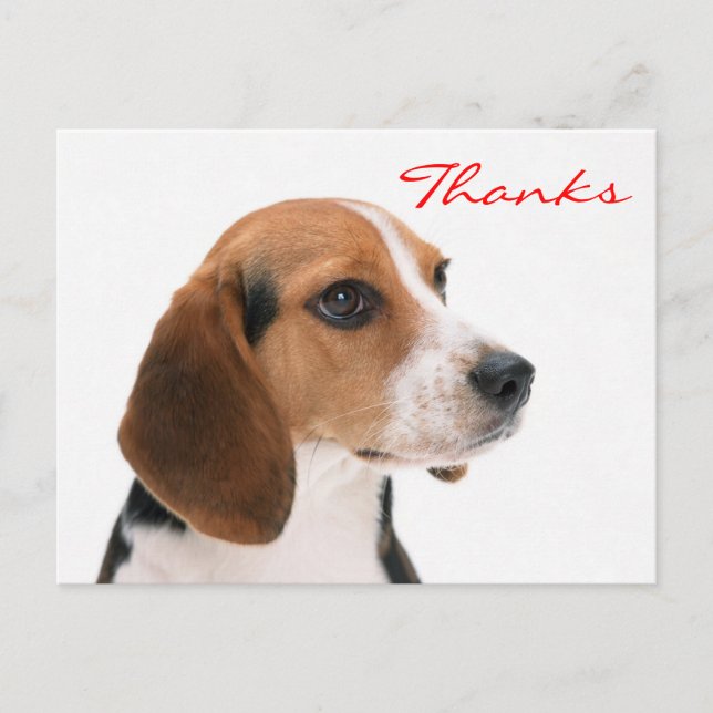 Thank You Beagle Puppy Dog Greeting Postcard (Front)