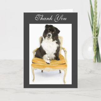 Thank You Border Collie