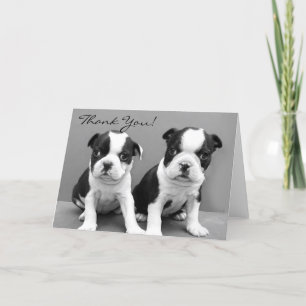 Thank You Boston terrier puppies greeting card