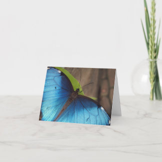 Thank you Card, Blue Morpho