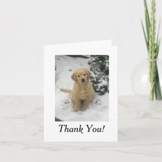 Thank You Card - Golden Retriever