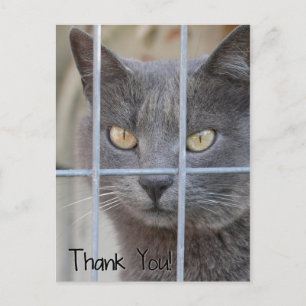 Thank You! Cat Postcard