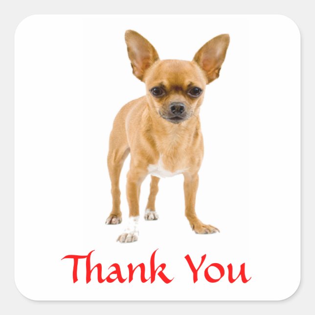 Thank You Chihuahua Puppy  Dog Greetings Sticker (Front)