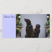 Thank You, Chocolate Labs