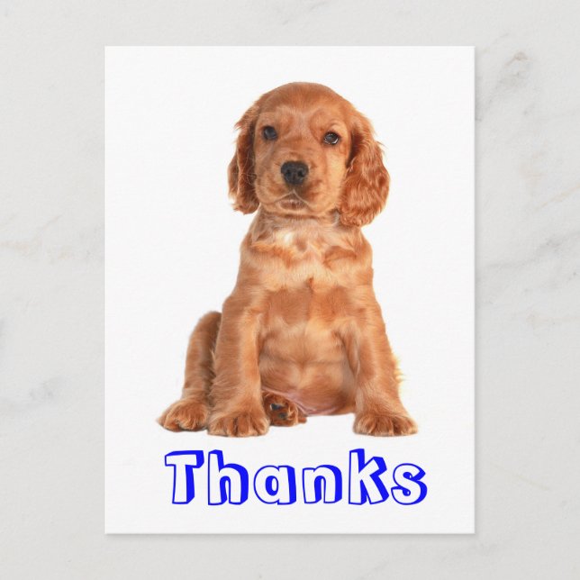 Thank You Cocker Spaniel Puppy Dog Postcard (Front)