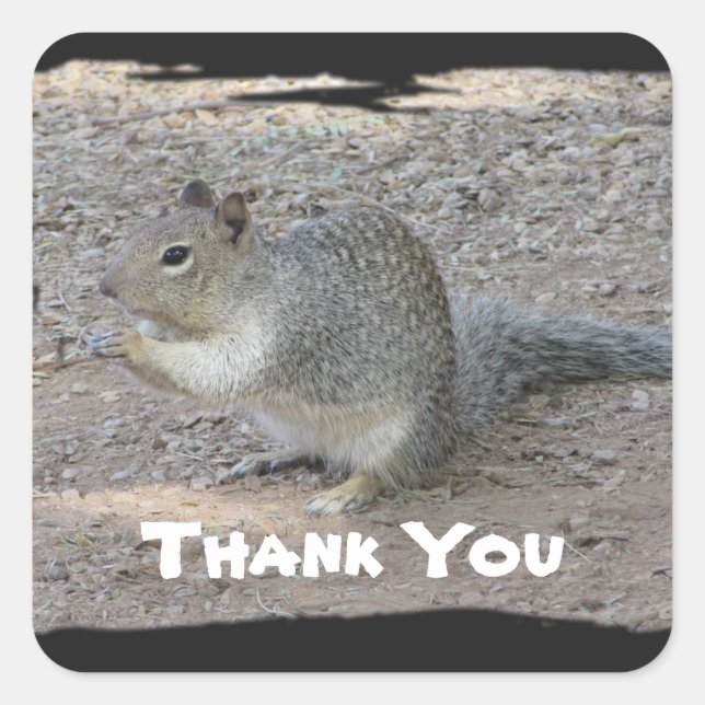 Thank You Cute Grey Squirrel Photo Appreciation Square Sticker (Front)