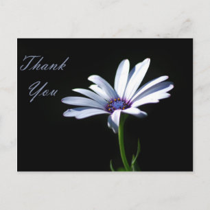Thank You - Daisy Postcard