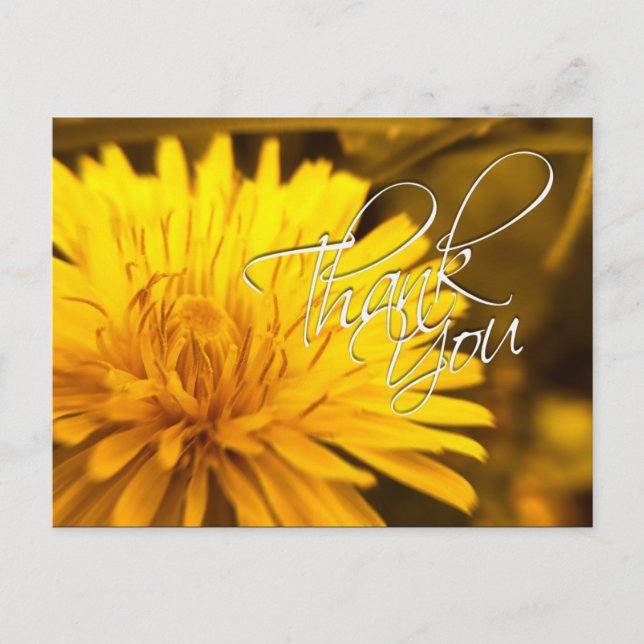 Thank You Dandelion Yellow Flower Postcard (Front)