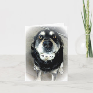Thank You Dog Card