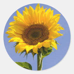 Thank You Floral Sunflower Yellow Flower Stickers