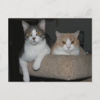 Thank You for Mentoring Me