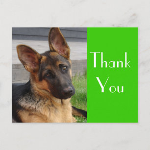 Thank You German Shepherd Puppy Dog Post Card